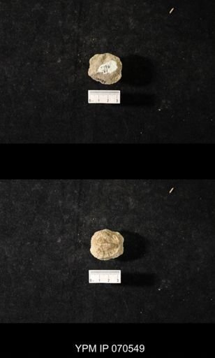 Favosites louisvillensis