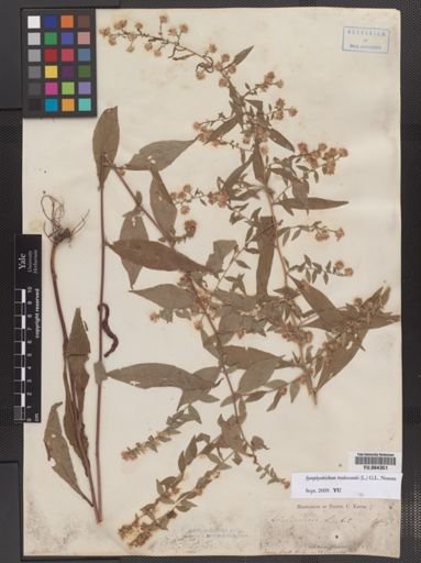 Symphyotrichum tradescantii