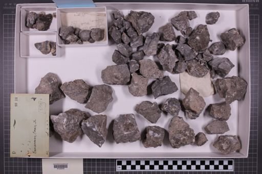mixed taxa, stratigraphic collection