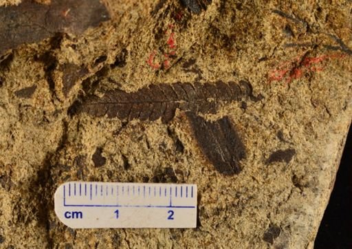 Cladophlebis impressa