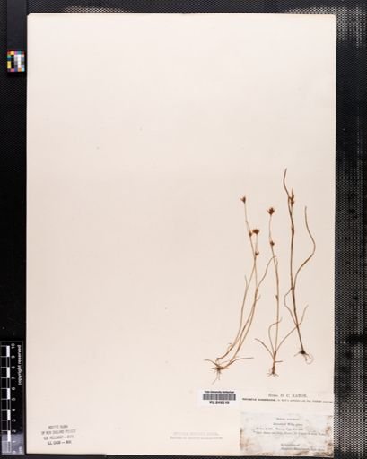 Scleria reticularis