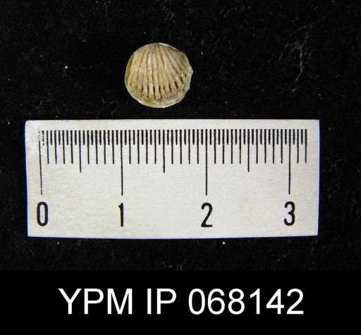 Anastrophia internascens