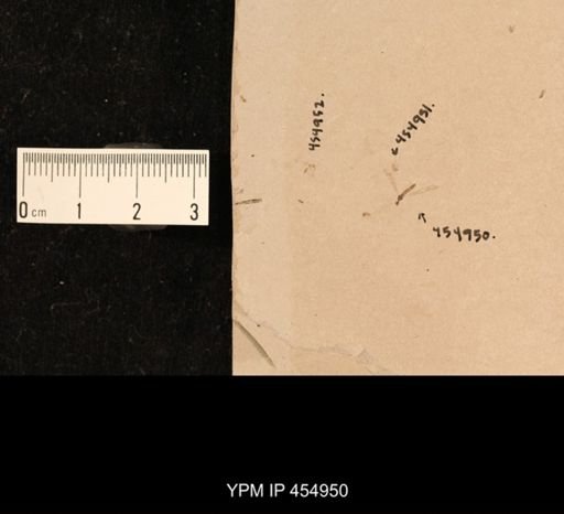 undet. Tipulidae