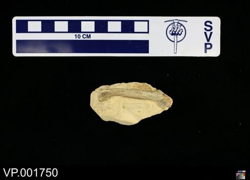 Ichthyornis dispar