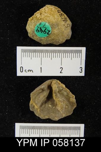 Meristella arcuata