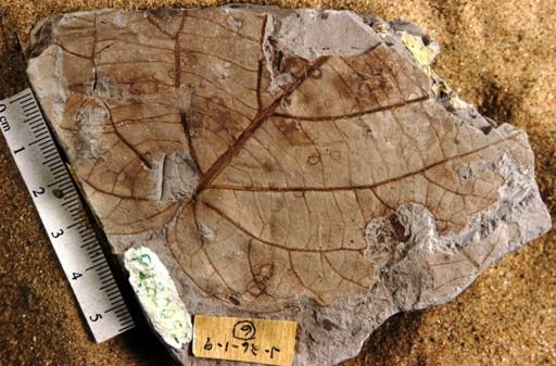 Penosphyllum cordatum