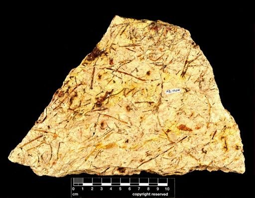 Chlidanophyton dublinensis