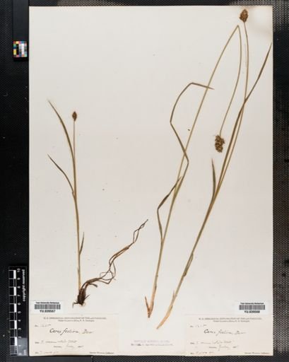 Carex