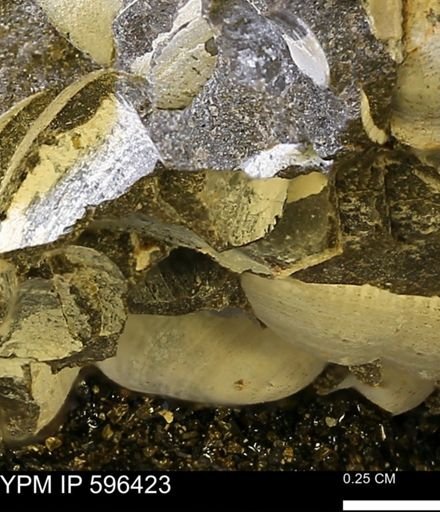 Limopsis striatopunctatus
