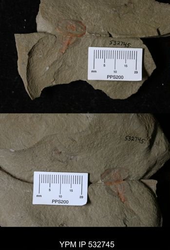 undet. Xiphosurida
