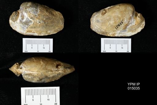 Indonaia sp.