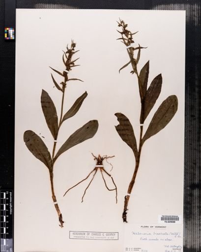 Habenaria