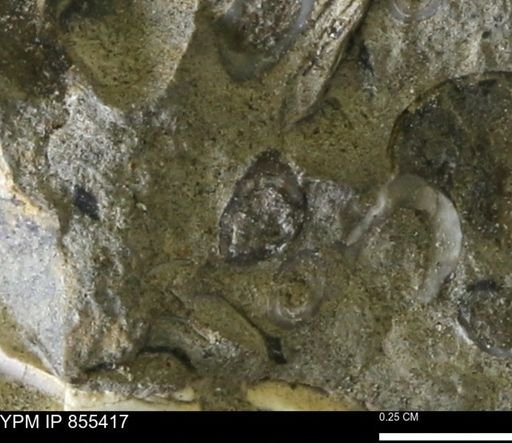 undet. Mollusca