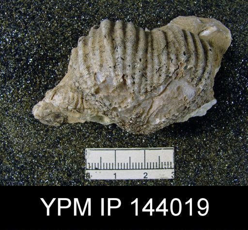Productus (Dictyoclostus) indicus