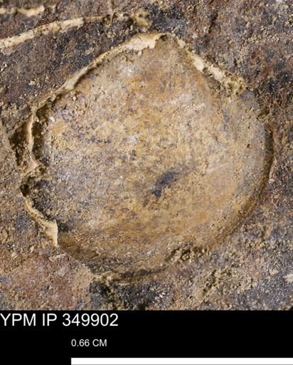 undet. Bivalvia