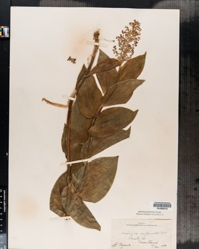 Maianthemum