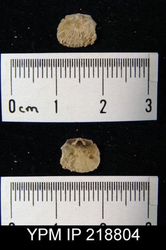 Derbyia sp.