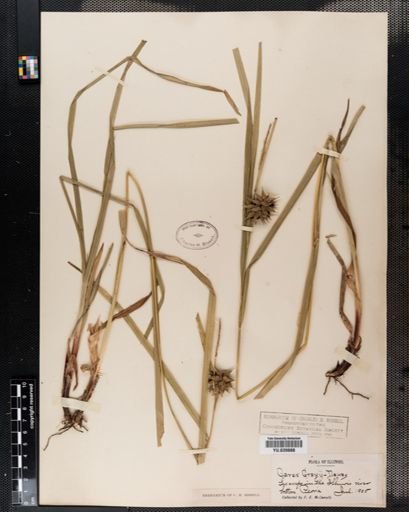 Carex