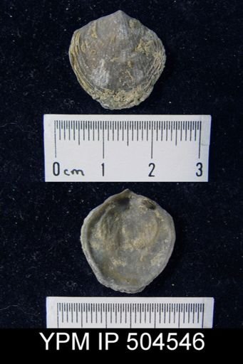 Atrypa sp.