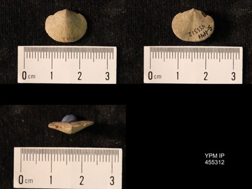 Platyorthis opercularis
