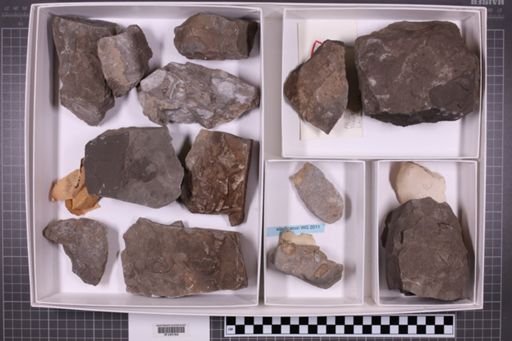 mixed taxa, stratigraphic collection