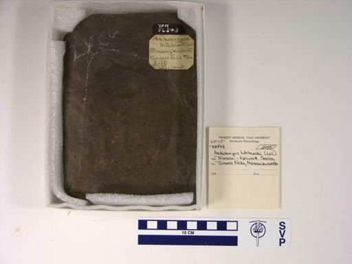 Anchisauripus hitchcocki