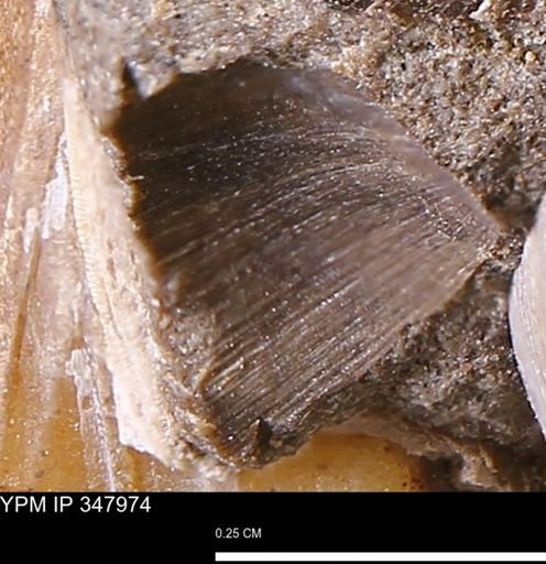 undet. Bivalvia