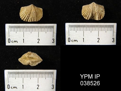 Platystrophia biforata
