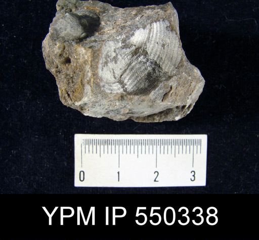 Reticularia perplexa