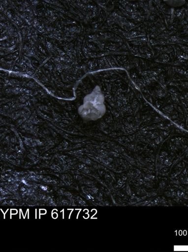 undet. Heterohelicidae