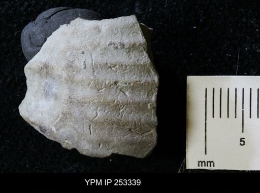 undet. Ammonoidea