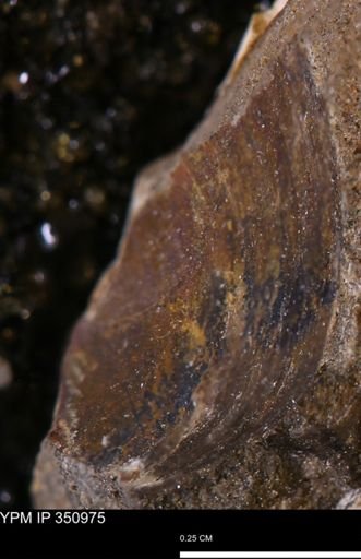 undet. Bivalvia