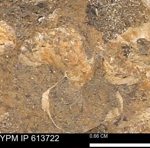 Scaphites sp.