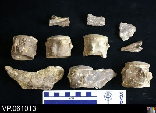 undet. Mosasauridae