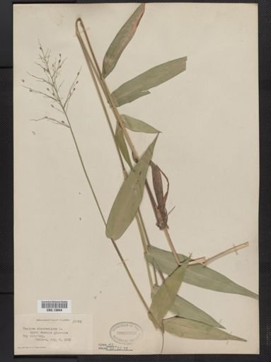 Panicum clandestinum