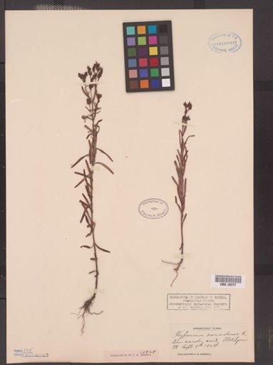 Hypericum canadense