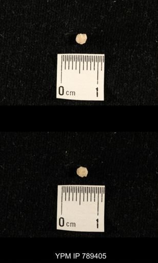 undet. Bryozoa
