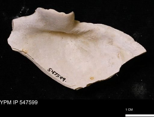 Mya arenaria