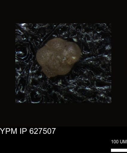 undet. Foraminiferida