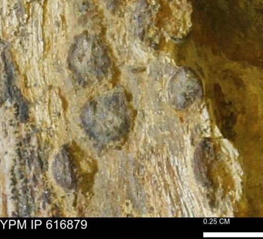 Teredo sp.