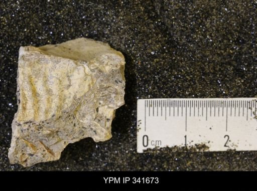 Scaphites sp.