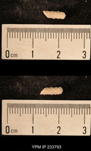 Archaeocidaris sp.