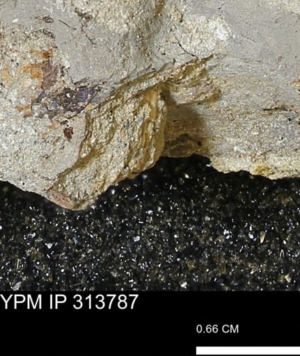 undet. Mollusca