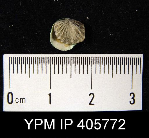 Anoplotheca hemispherica