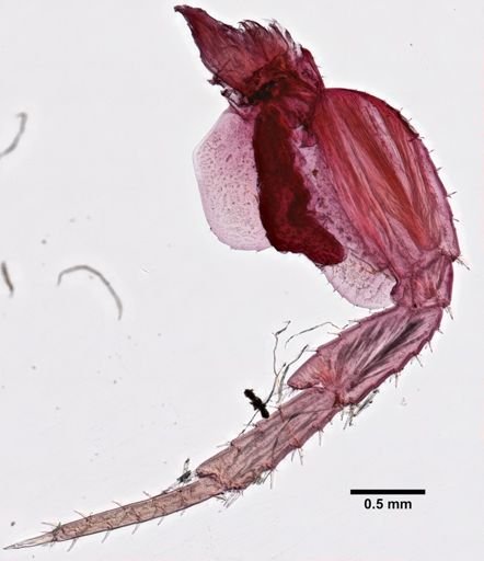 Platorchestia platensis