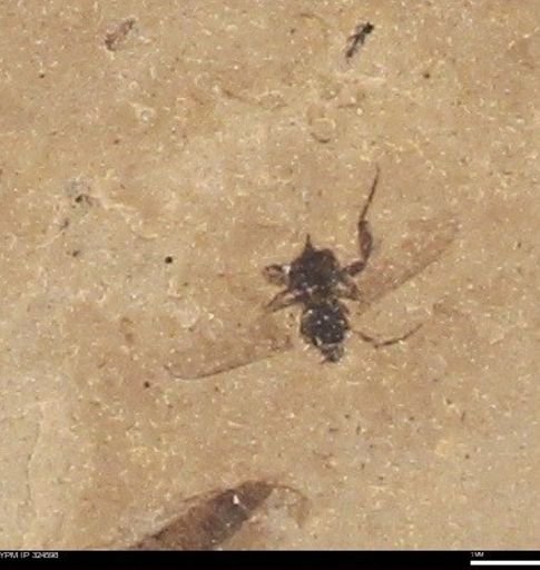 undet. Insecta