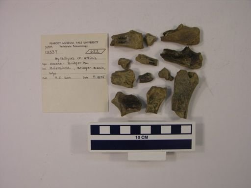Hyrachyus affinis