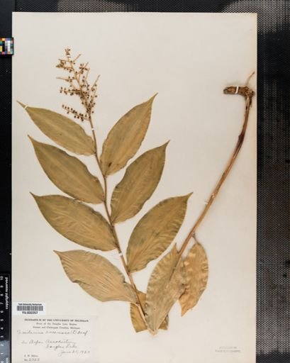 Maianthemum