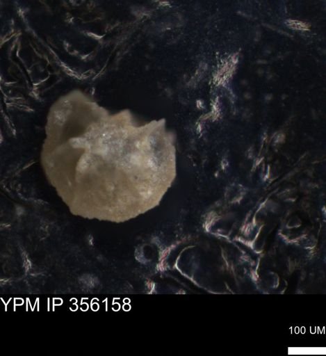 undet. Foraminiferida