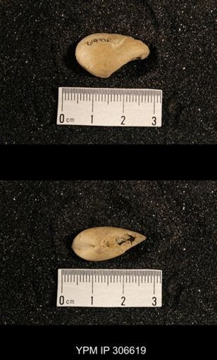 Phestia bellistriata